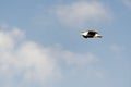 A flying sea gull in the sky Royalty Free Stock Photo