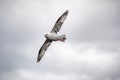 Flying sea gull in the sky Royalty Free Stock Photo