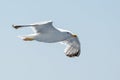 Flying sea gull on the sky Royalty Free Stock Photo