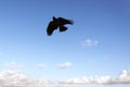 A flying sea gull in the sky Royalty Free Stock Photo