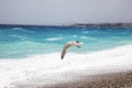 Flying sea gull with some pirs and forest in the background. Rough and wavy sky. Storm time. Flying bird. Royalty Free Stock Photo