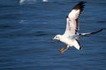 Flying sea gull Royalty Free Stock Photo