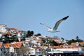Flying sea gull upflont coast line on Princes Island in Istanbul