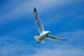 Flying sea gull upfront blue sky Royalty Free Stock Photo