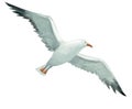 Flying sea gull, water birds, marine nature, ocean life, coastal flora and fauna.watercolor illustration.
