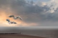 Flying sea gulls on the beach at Cadzand - The Netherlands. North sea landscape at sundown. Netherlands