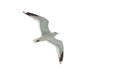 Flying sea gulls isolated on the white Royalty Free Stock Photo