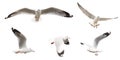 Flying Sea Gulls set, isolated on white background