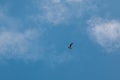 Flying sea mew in the cloudy blue sky Royalty Free Stock Photo