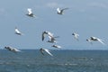 Flying seabirds. The roseate tern Sterna dougallii is a tern in the family Laridae. Boipeba, Brazil. Royalty Free Stock Photo