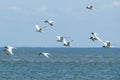 Flying seabirds. The roseate tern Sterna dougallii is a tern in the family Laridae. Boipeba, Brazil. Royalty Free Stock Photo