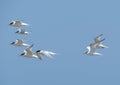 Flying seabirds. The roseate tern Sterna dougallii is a tern in the family Laridae. Royalty Free Stock Photo