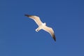 Seagull bird in flight