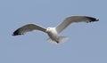 Flying seagul Royalty Free Stock Photo