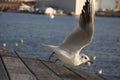 Flying Seagul Royalty Free Stock Photo