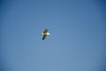 Flying seagul Royalty Free Stock Photo