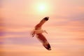 Flying seagul over golden sky with sunset Royalty Free Stock Photo