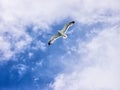 Flying seagull (1) Royalty Free Stock Photo