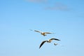 Flying seagull Royalty Free Stock Photo