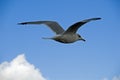 Flying seagull Royalty Free Stock Photo