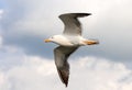 Flying seagull