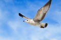 Flying seagull