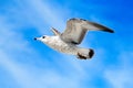 Flying seagull Royalty Free Stock Photo
