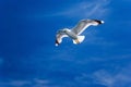 Flying seagull only Royalty Free Stock Photo