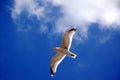 Flying seagull Royalty Free Stock Photo