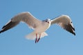 Flying seagull