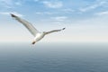 Flying seagull Royalty Free Stock Photo