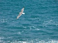 Flying seagull