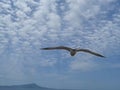 Flying Seagull above Cloudy Blue Sky Royalty Free Stock Photo