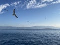 Flying seagull in the aegean sea in bodrum, mugla