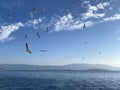 Flying seagull in the aegean sea in bodrum, mugla