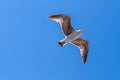 Flying seagull against a blue summeer sky, wings spread, looking forward Royalty Free Stock Photo