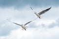 Flying seagull against a dark cloudy sky Royalty Free Stock Photo