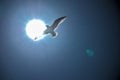 Flying seagull against the light on a background of blue sky. Royalty Free Stock Photo