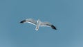 flying seagull against light blue sky Royalty Free Stock Photo