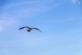 Lonely flying seagull on a background of blue sky. Royalty Free Stock Photo