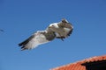 Flying seagull on a background of blue sky Royalty Free Stock Photo