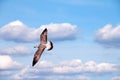 Flying seagull on a background of blue sky. Royalty Free Stock Photo