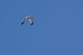 Flying seagull on a background of blue sky Royalty Free Stock Photo