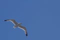 Flying seagull on a background of blue sky Royalty Free Stock Photo