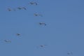 Flying seagull on a background of blue sky Royalty Free Stock Photo