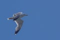 Flying seagull on a background of blue sky Royalty Free Stock Photo