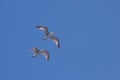 Flying seagull on a background of blue sky Royalty Free Stock Photo