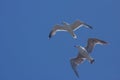 Flying seagull on a background of blue sky Royalty Free Stock Photo