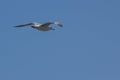 Flying seagull on a background of blue sky Royalty Free Stock Photo