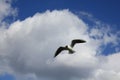 Flying Seagull. Seagull on a background of blue sky and white clouds.One Seagull soars high in the sky. Seabird
